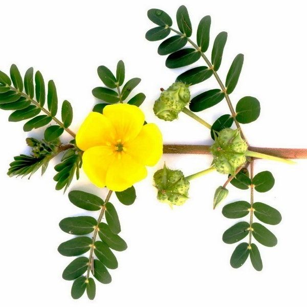 عرق خارخاسک