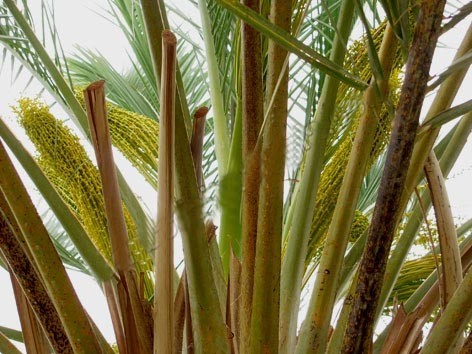 عرق طارونه یاغلاف گل نخل