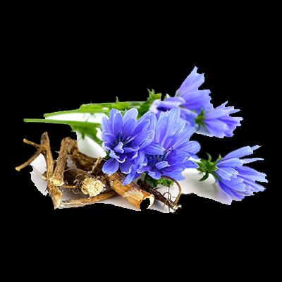 عرقیجات طبیعت سرد