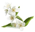 عرق بهارنارنج