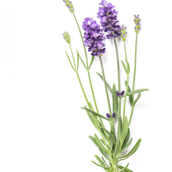 عرق اسطوخودوس