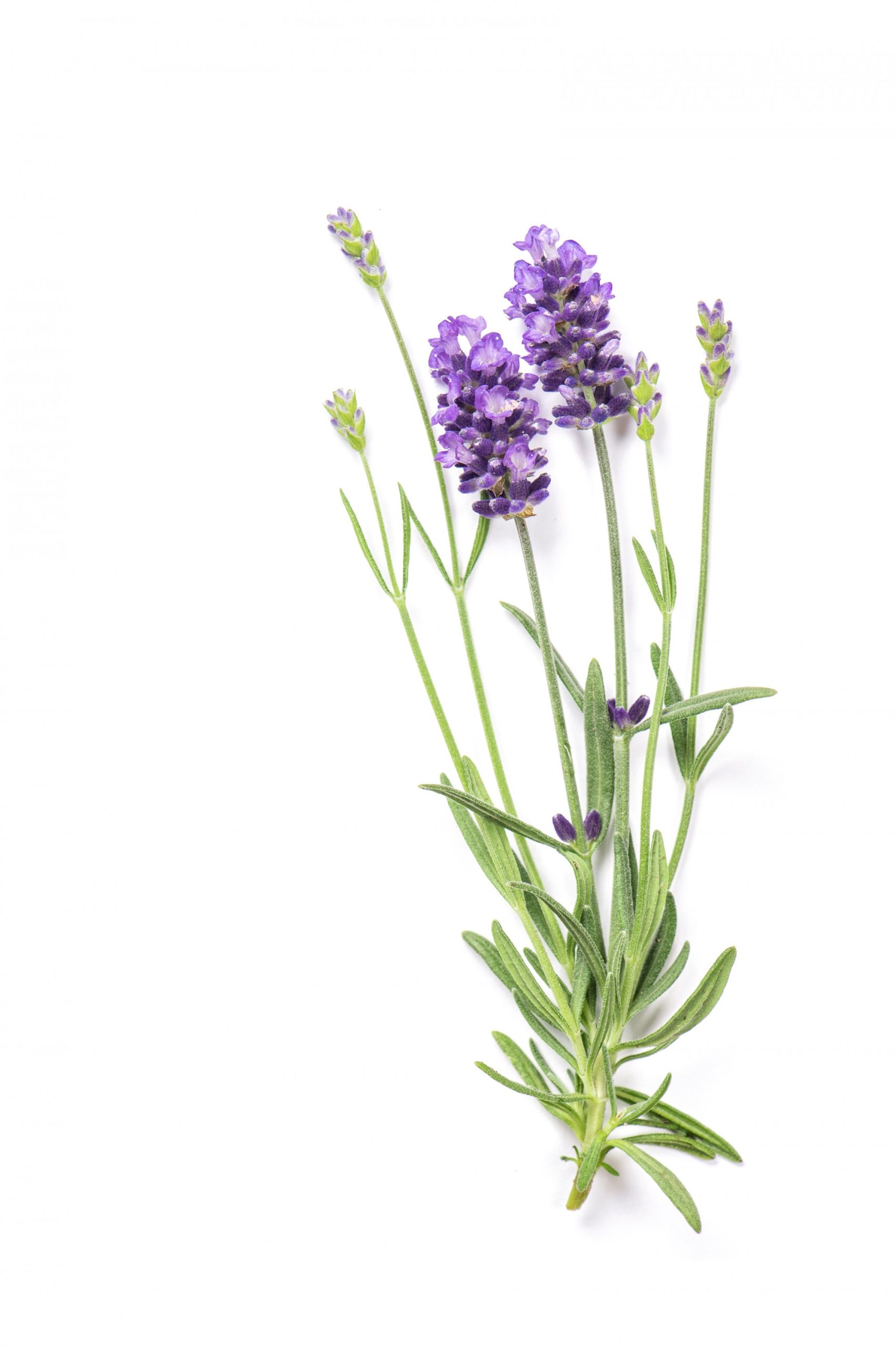 عرق اسطوخودوس عرق اسطوخودوس