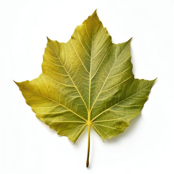 عرق برگ چنار