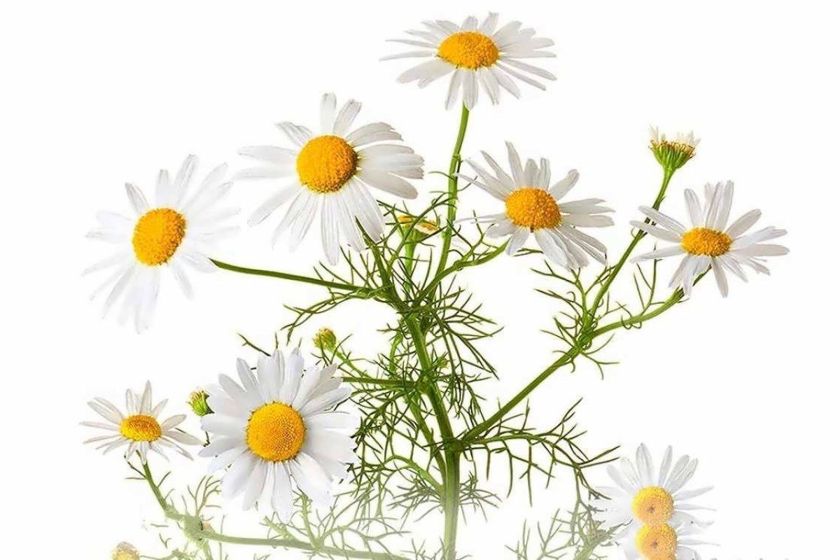 عرق بابونه عرق بابونه