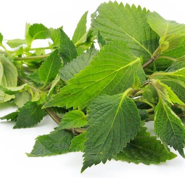 عرق بادرنجویه