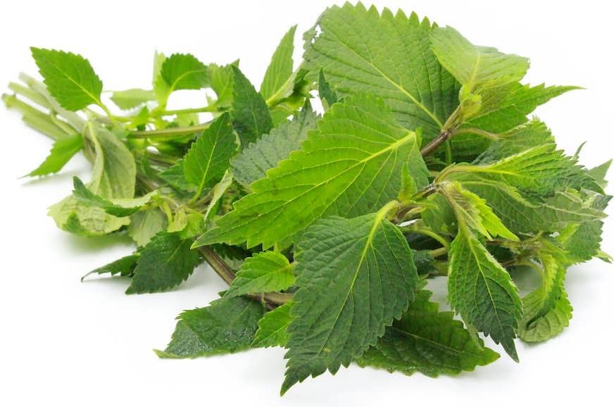 عرق بادرنجویه عرق بادرنجویه
