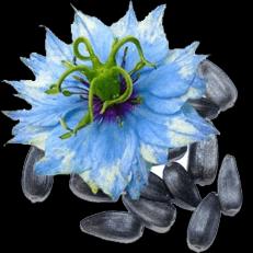 عرق زیره سیاه