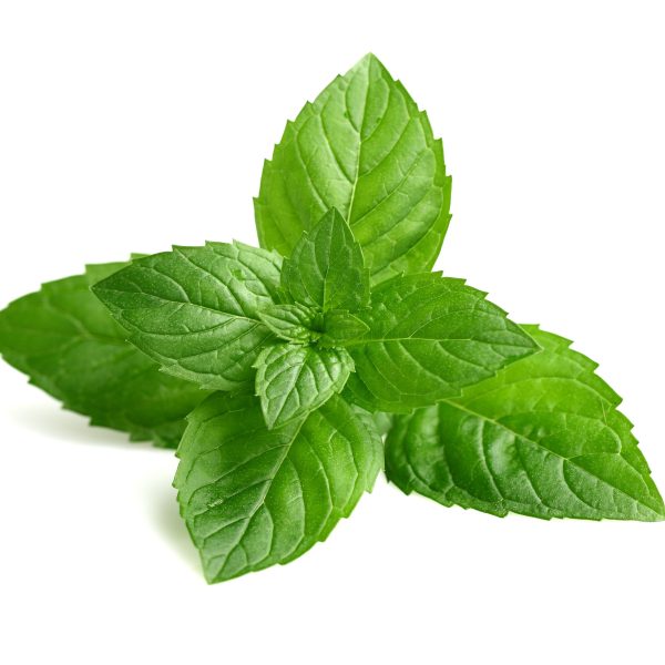 خواص عرق نعناع, عرق نعنا،عرق نعناع, خواص عرق نعنا, فواید عرق نعناع,