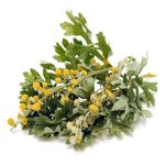 عرق افسنطین