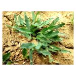 عرق غازی یاغی- سرزمین سلامتی کاکوتی