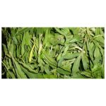 عرق غازی یاغی