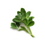 عرق شنبلیله- سرزمین سلامتی کاکوتی