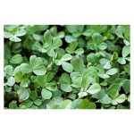 عرق شنبلیله