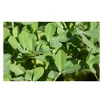 عرق شنبلیله