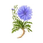 عرق کاسنی- سرزمین سلامتی کاکوتی