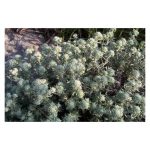 عرق کلپوره- سرزمین سلامتی کاکوتی