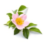 عرق نسترن- سرزمین سلامتی کاکوتی