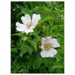 عرق نسترن- سرزمین سلامتی کاکوتی