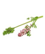 عرق شاتره- سرزمین سلامتی کاکوتی