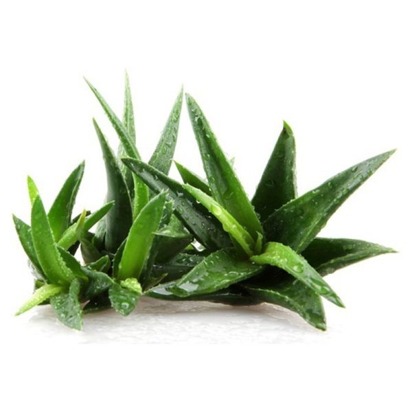 عرق آلوئه ورا- سرزمین سلامتی کاکوتی