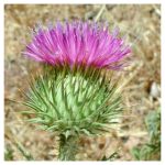 عرق باباآدم- سرزمین سلامتی کاکوتی