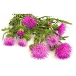 عرق باباآدم