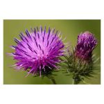 عرق باباآدم