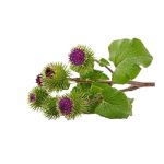 عرق باباآدم