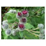 عرق باباآدم