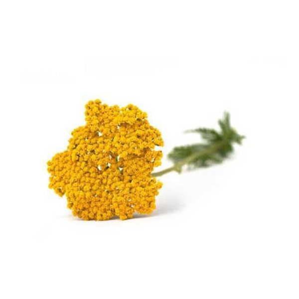 عرق بومادران- سرزمین سلامتی کاکوتی