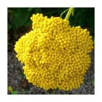 عرق بومادران- سرزمین سلامتی کاکوتی