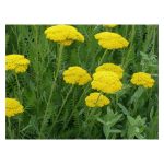 عرق بومادران