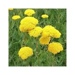 عرق بومادران