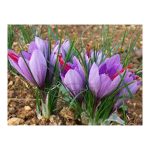 عرق زعفران- سرزمین سلامتی کاکوتی