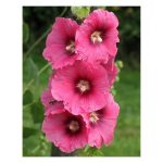 عرق گل ختمی- سرزمین سلامتی کاکوتی