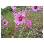 عرق گل ختمی