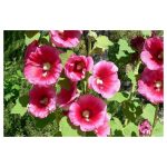 عرق گل ختمی