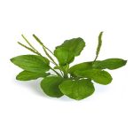 عرق بارهنگ- سرزمین سلامتی کاکوتی