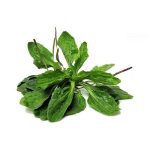 عرق بارهنگ- سرزمین سلامتی کاکوتی