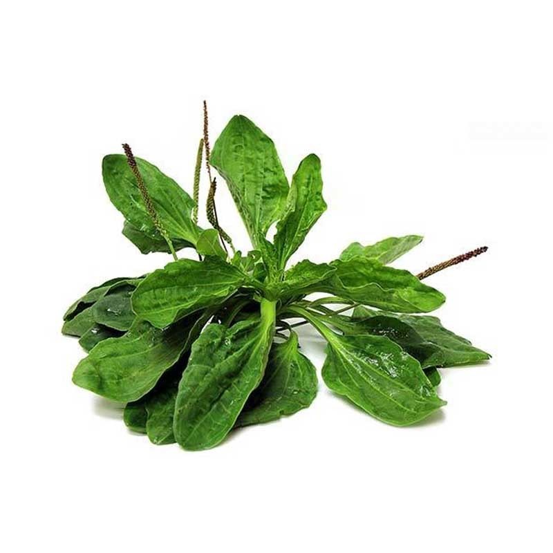 عرق بارهنگ- سرزمین سلامتی کاکوتی