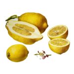 عرق ترنج- سرزمین سلامتی کاکوتی