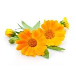 عرق گلبهار- سرزمین سلامتی کاکوتی