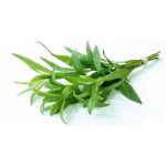 عرق مرزه- سرزمین سلامتی کاکوتی