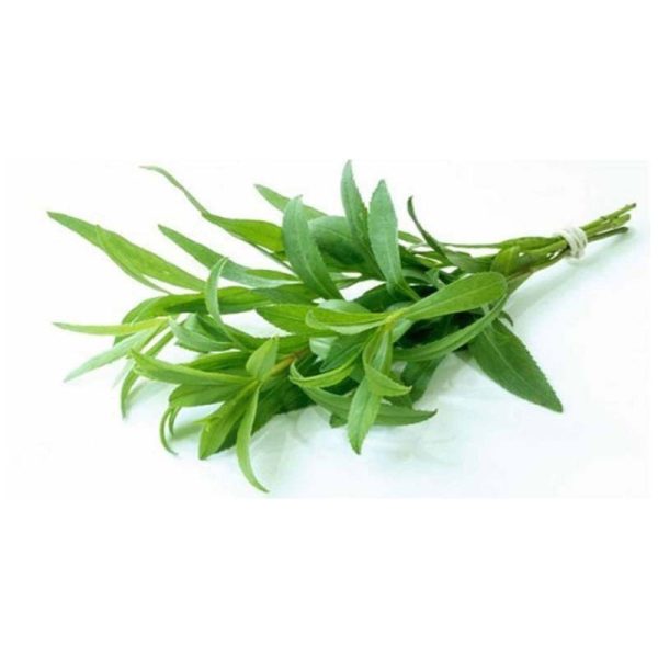 عرق مرزه- سرزمین سلامتی کاکوتی