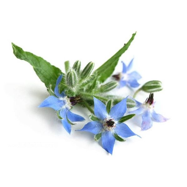 عرق گل گاو زبان- سرزمین سلامتی کاکوتی