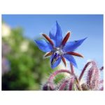 عرق گل گاو زبان- سرزمین سلامتی کاکوتی