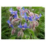 عرق گل گاو زبان