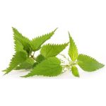 عرق گزنه- سرزمین سلامتی کاکوتی