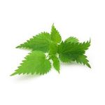 عرق گزنه- سرزمین سلامتی کاکوتی