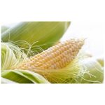 عرق کاکل ذرت- سرزمین سلامتی کاکوتی